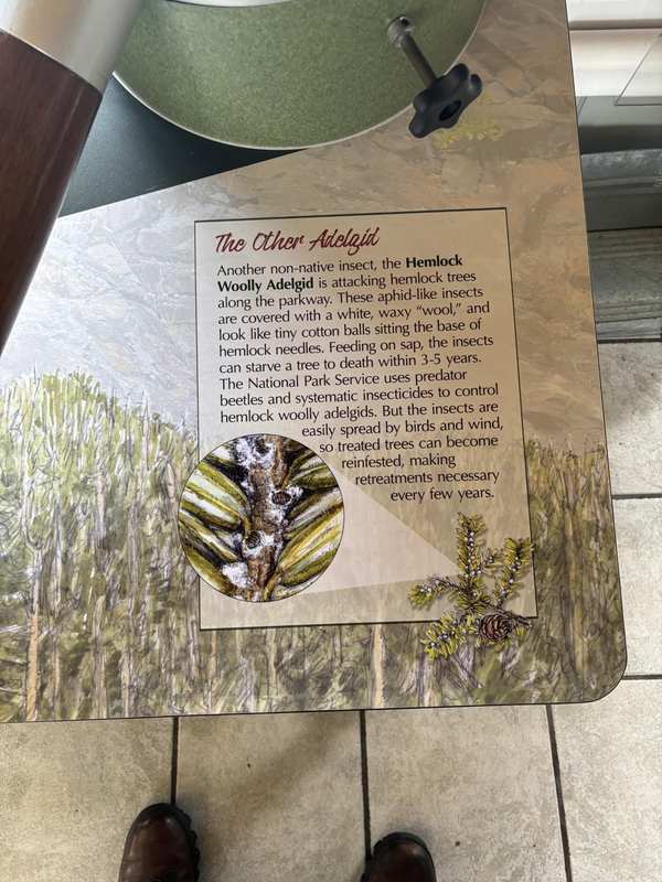 WRKVC Hemlock Woolly Adelgid Exhbit 3