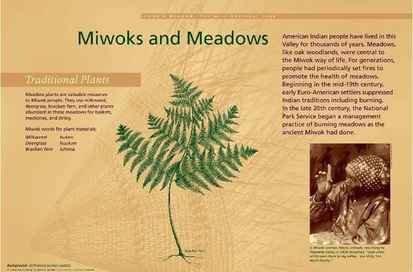 Miwoks and Meadows