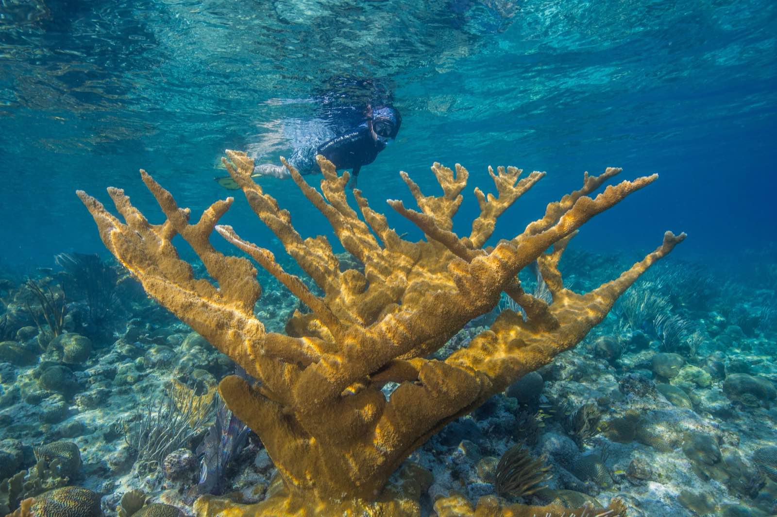 Elkhorn coral at the Underwater Trail, Buck Island Reef National Monument