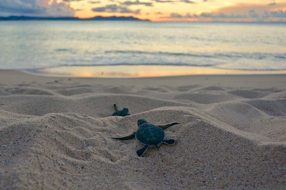 Green sea turtle hatchlings, Buck Island