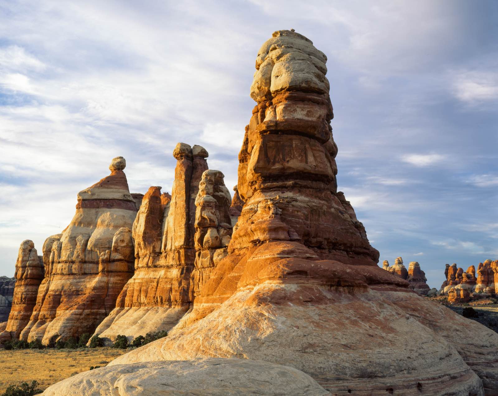 The Needles, pinnacles of Cedar Mesa Sandstone, seen in Chesler Park