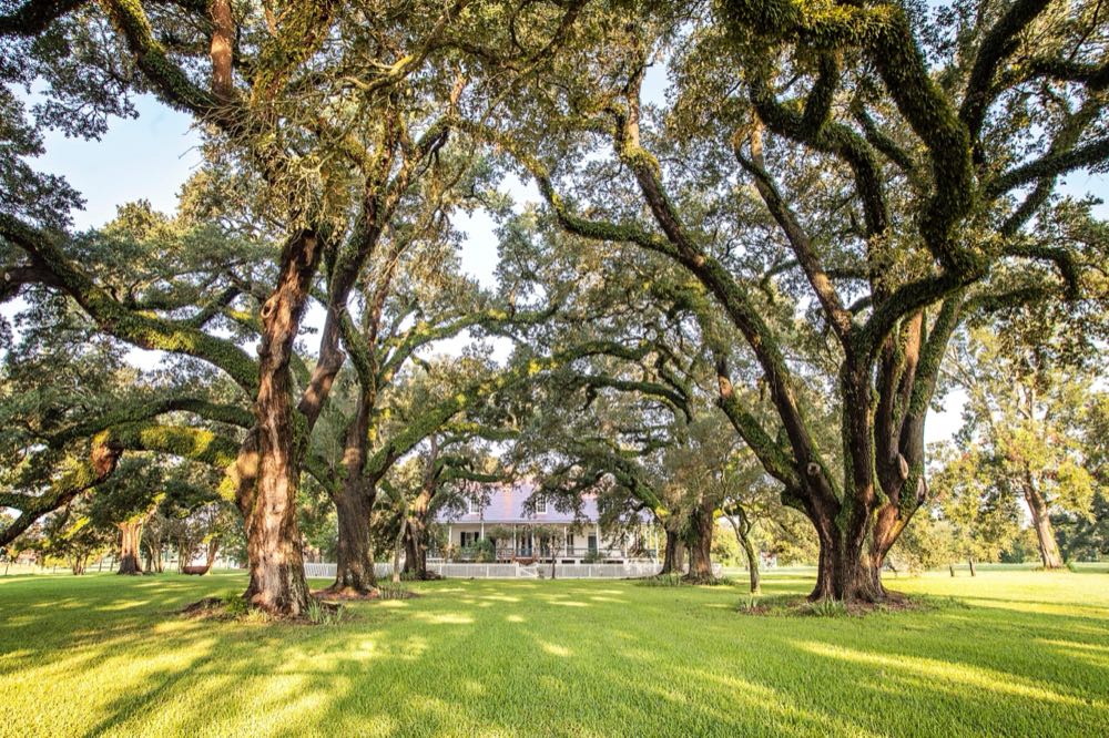 The Oak Allée, planted in the mid-1820s, running from the Cane River to the Oakland Plantation Main House