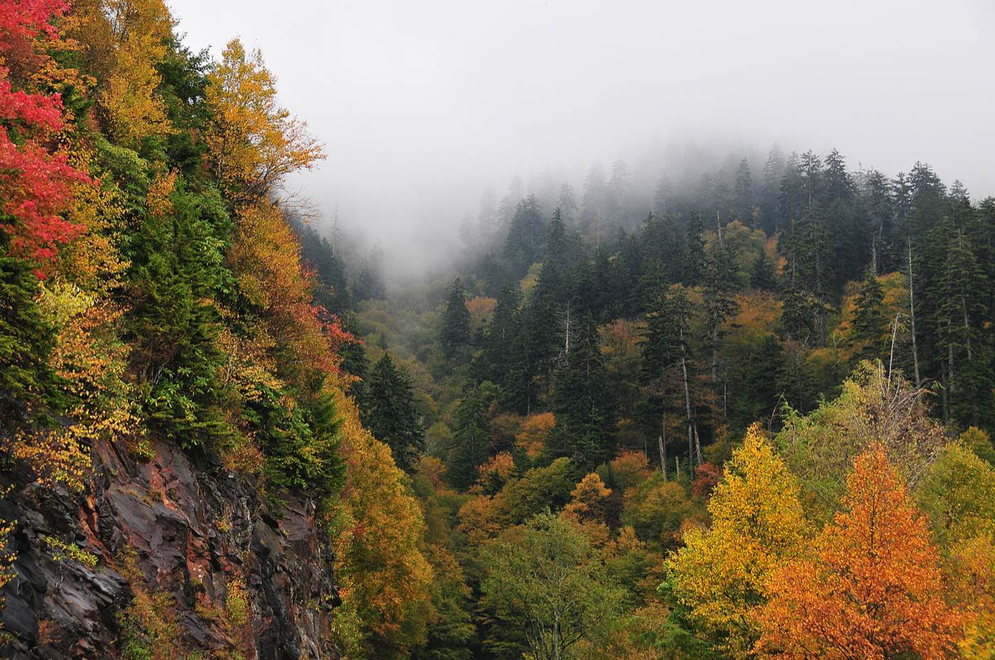 Fall leaves in fog in the Great Smoky Mountains