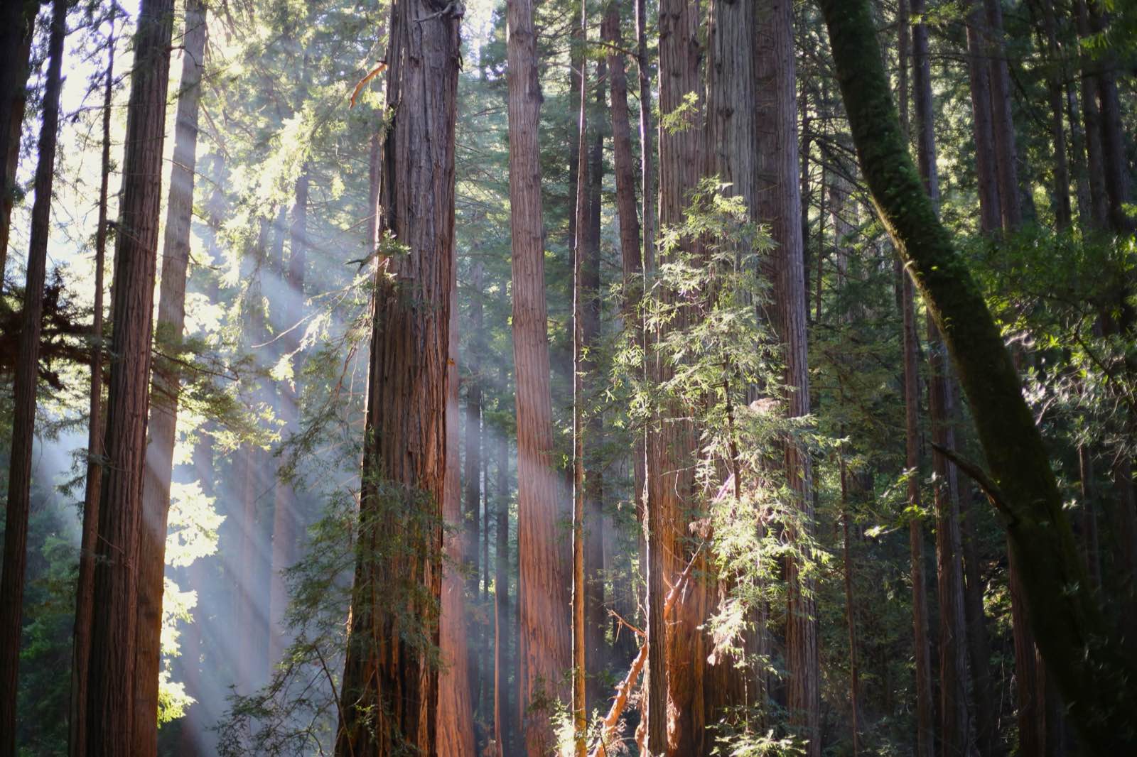Old-growth coast redwood forest at Muir Woods