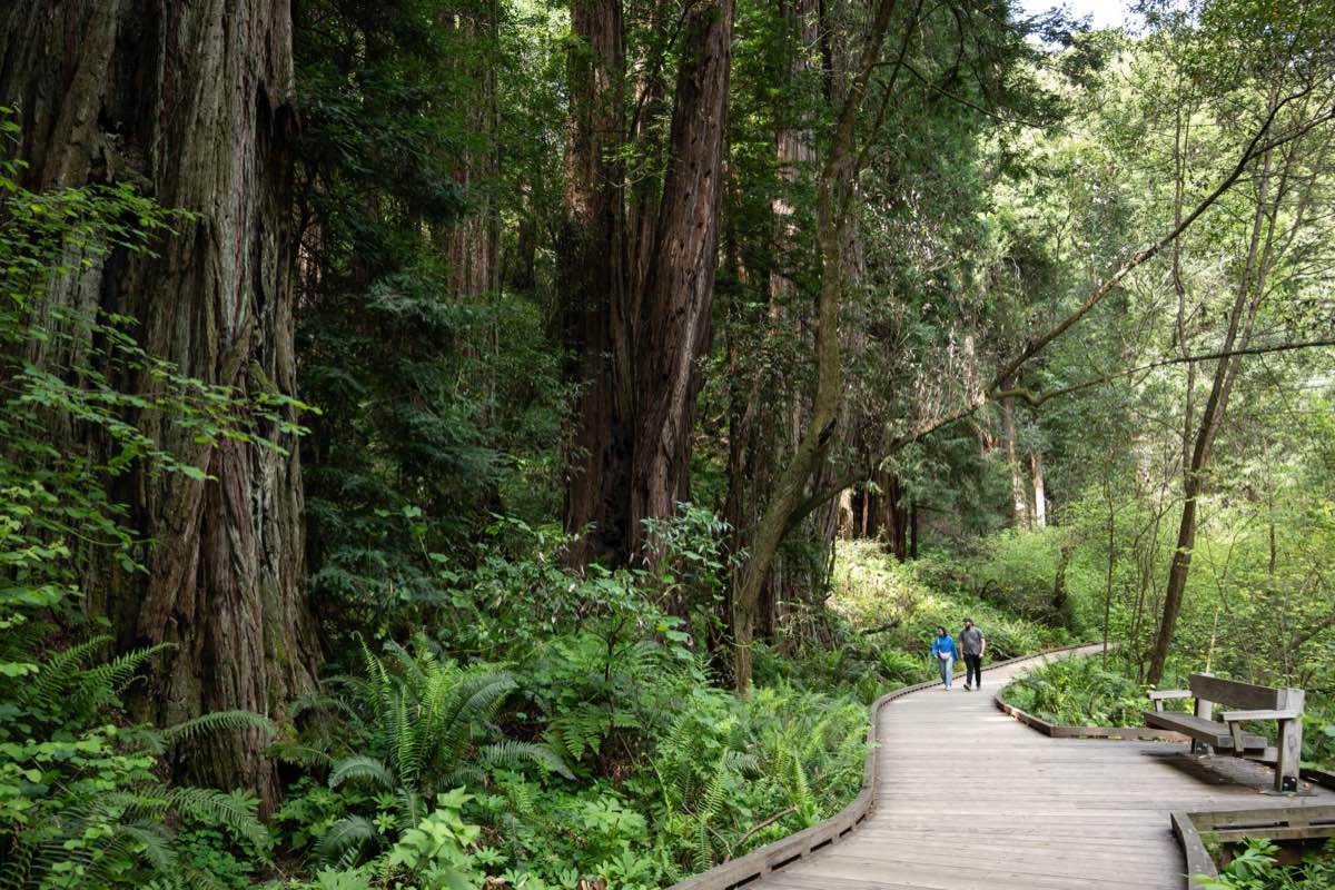A trail through the old-growth redwood forest