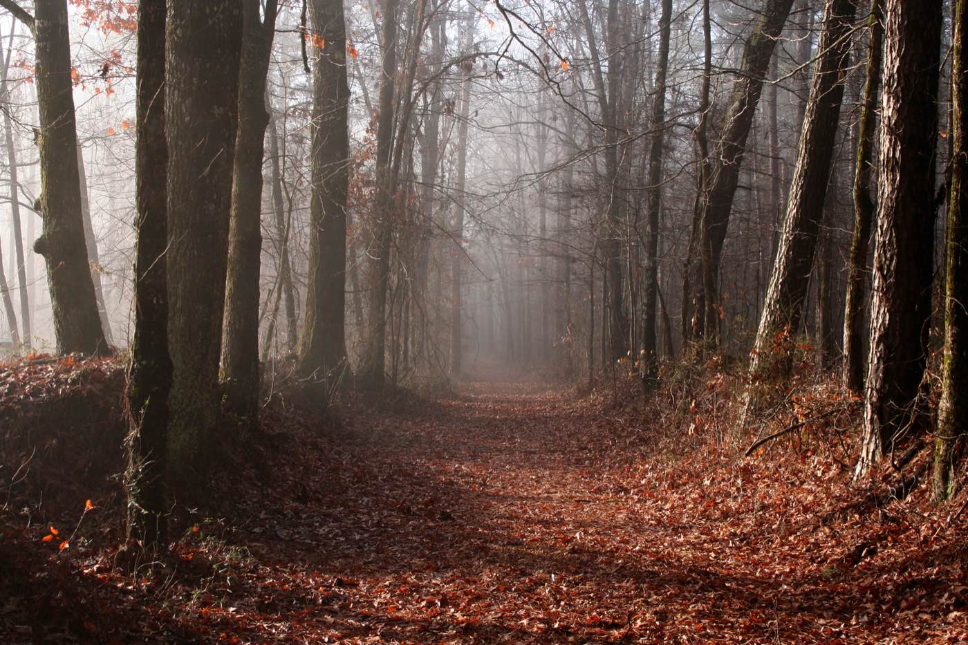 A section of the Old Trace in autumn fog. The historic trail still survives in segments.