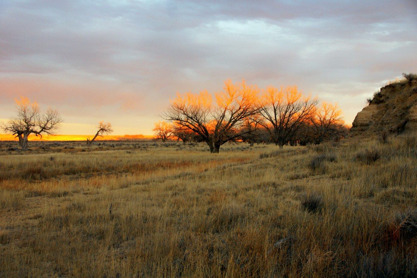 The setting sun on trees along Sand Creek