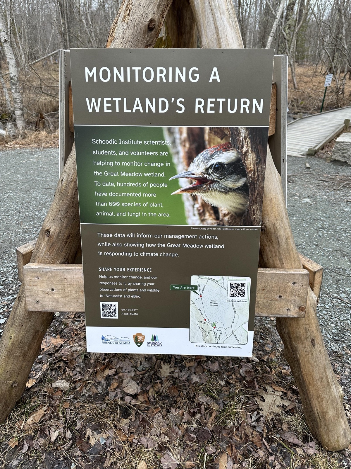 (Wetlands Tripod Three) MONITORING A WETLAND'S RETURN — before