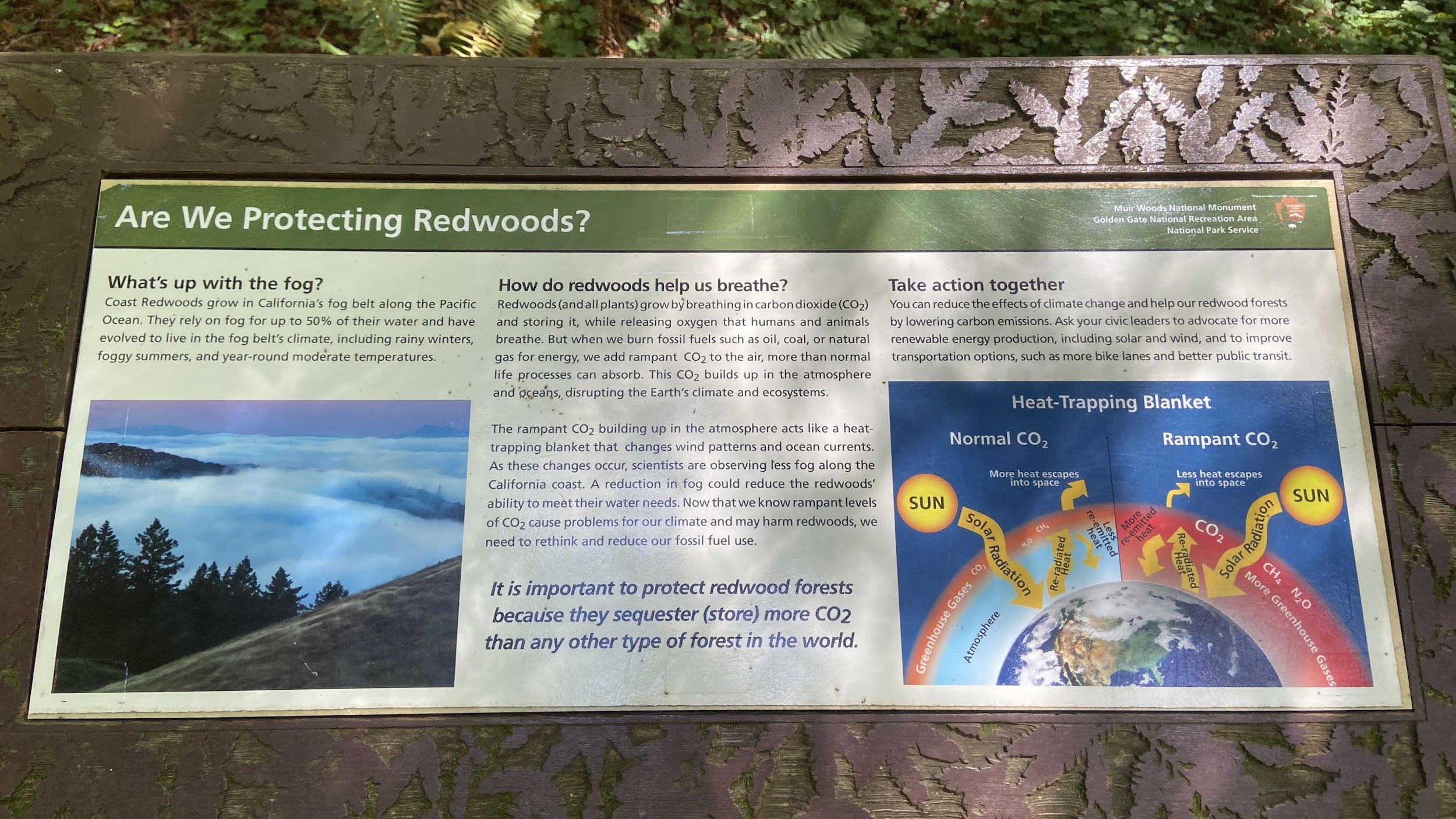 Muir Woods 'Are We Protecting Redwoods?' interpretive sign about fog decline, CO2 sequestration, and climate change impacts on redwood forests